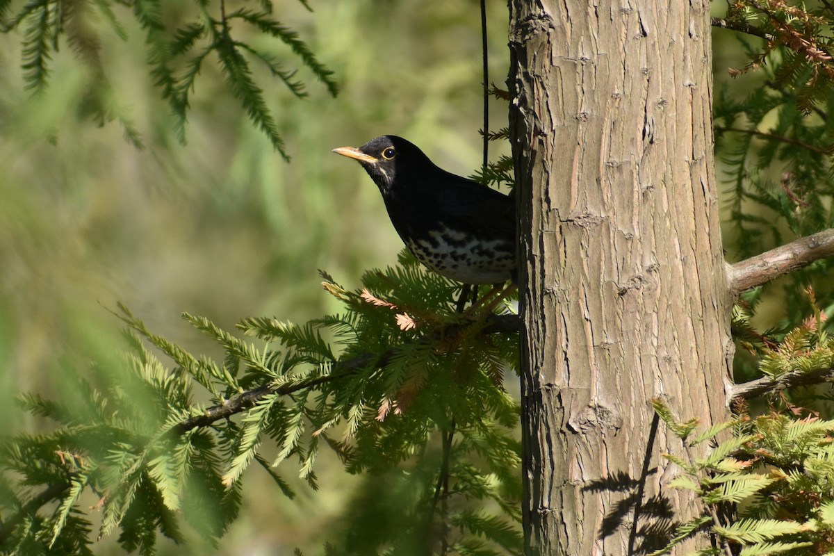 Japanese Thrush - John Marriott