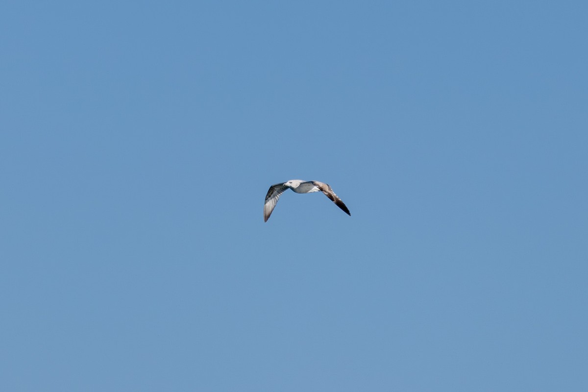 Herring Gull (Vega) - ML611573289