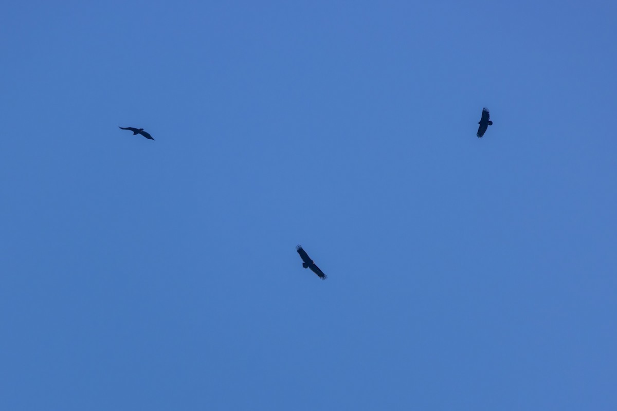 Cinereous Vulture - ML611573292