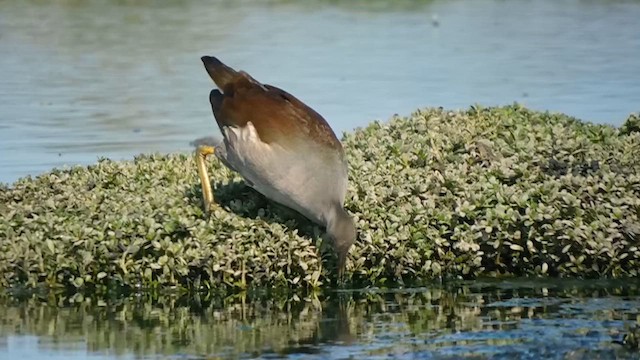 Gallinule d'Amérique - ML611573303