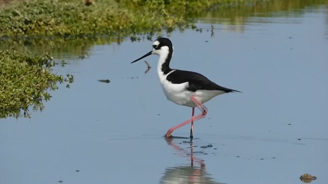 Cigüeñuela Cuellinegra - ML611573304