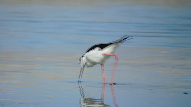 Black-necked Stilt - ML611573305