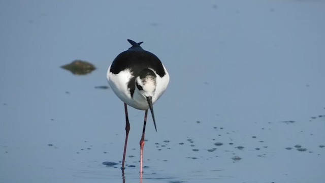 Black-necked Stilt - ML611573306