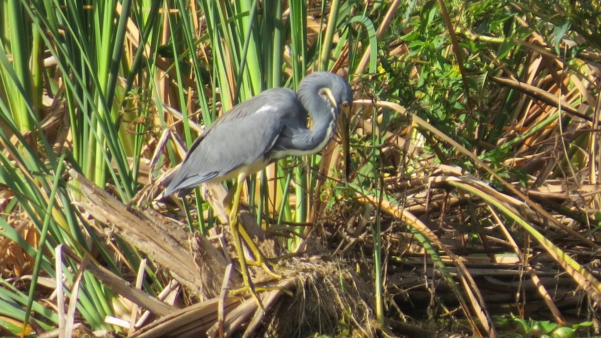 Tricolored Heron - ML611573309