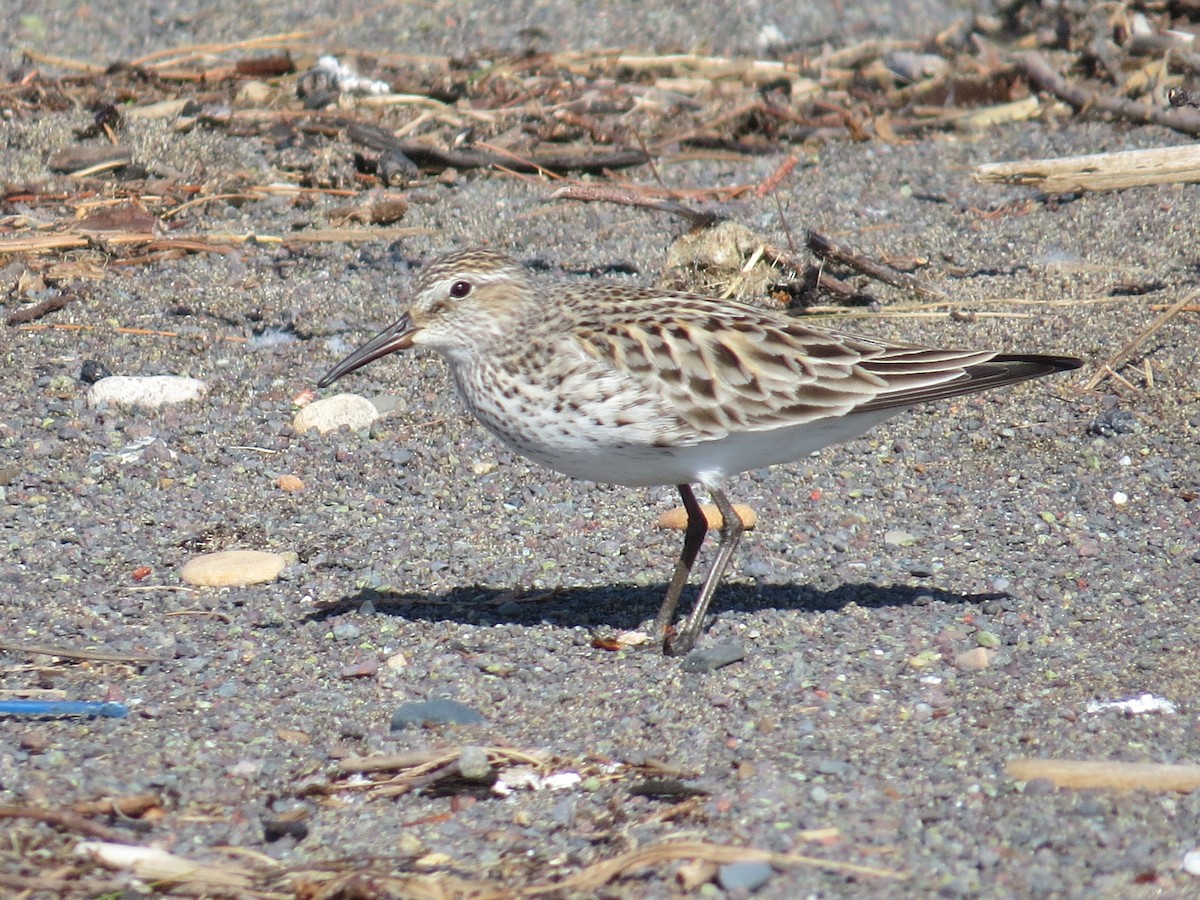 White-rumped Sandpiper - Drew Meyer