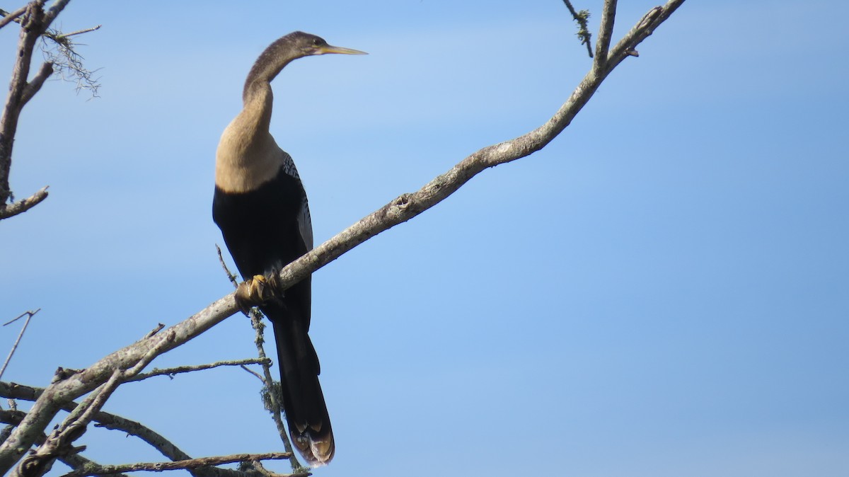 Anhinga d'Amérique - ML611573312