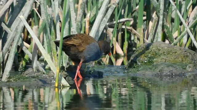 Plumbeous Rail - ML611573315