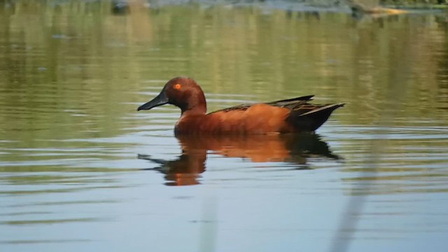 Cinnamon Teal - ML611573320