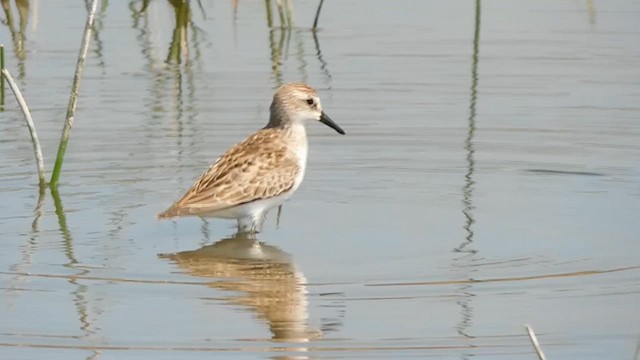 Semipalmated Sandpiper - ML611573336