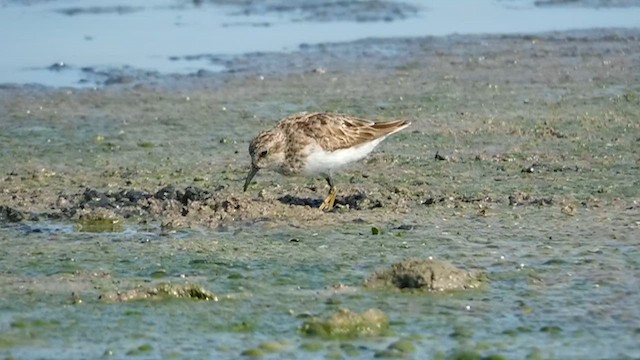 Least Sandpiper - ML611573338