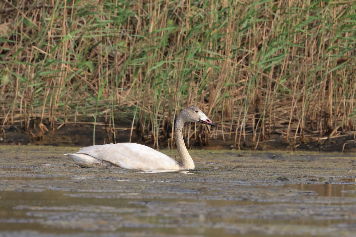 Tundra Swan - 陳 俊敏