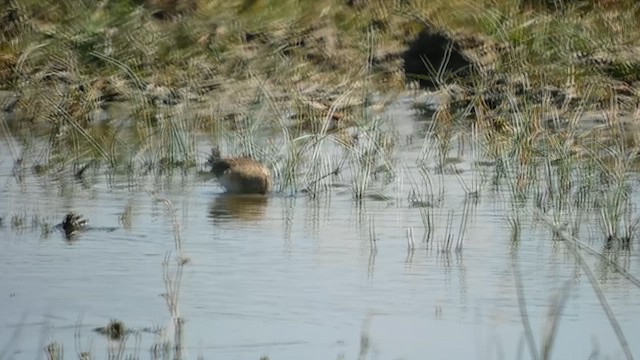 Baird's Sandpiper - ML611573351