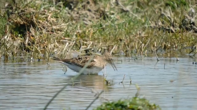 Baird's Sandpiper - ML611573359