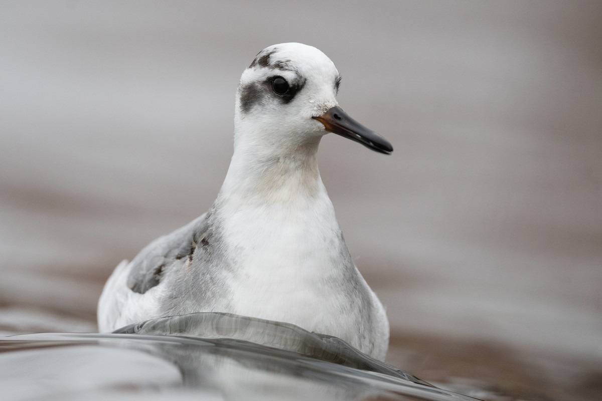 Red Phalarope - Amanda Guercio