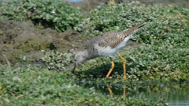 Lesser Yellowlegs - ML611573402