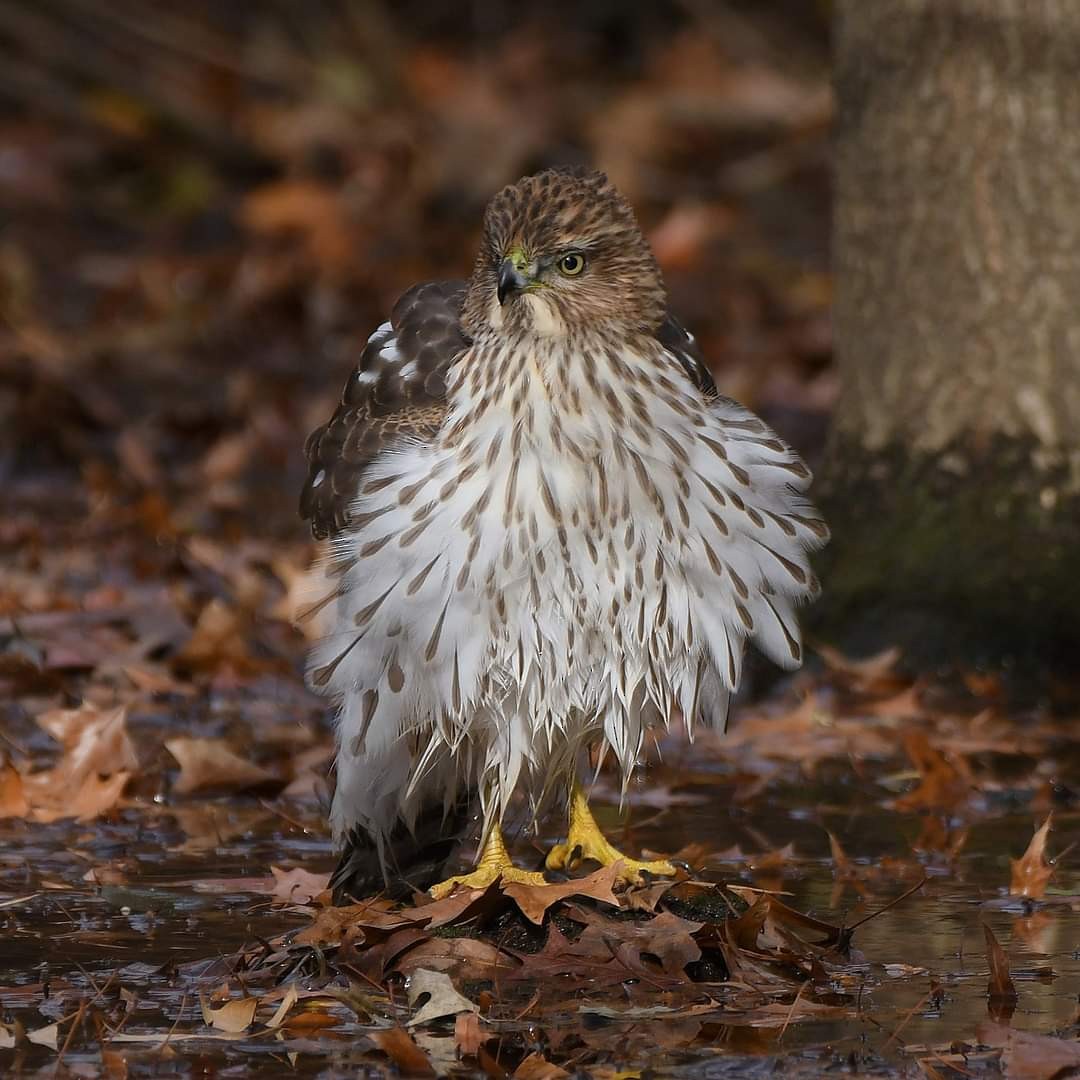 Cooper's Hawk - ML611573409