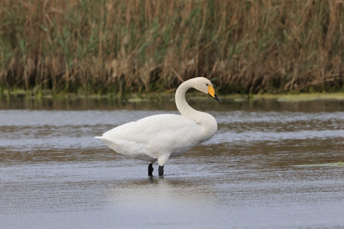 Whooper Swan - ML611573421