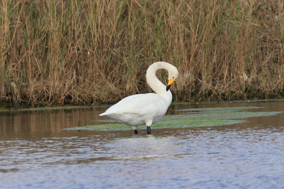 Whooper Swan - ML611573469