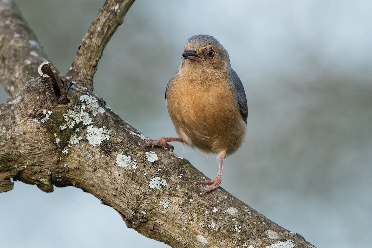 Red-faced Crombec - Don Danko