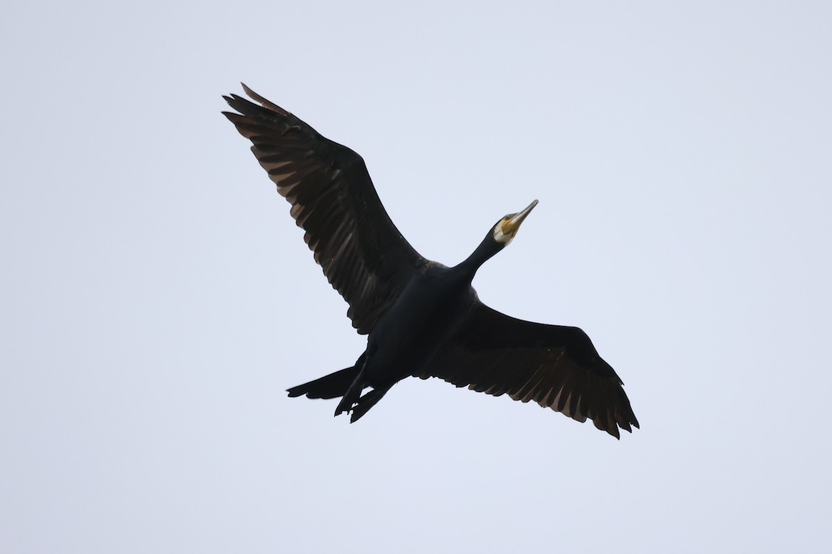 Great Cormorant - ML611573764