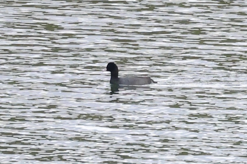 Eurasian Coot - ML611573774