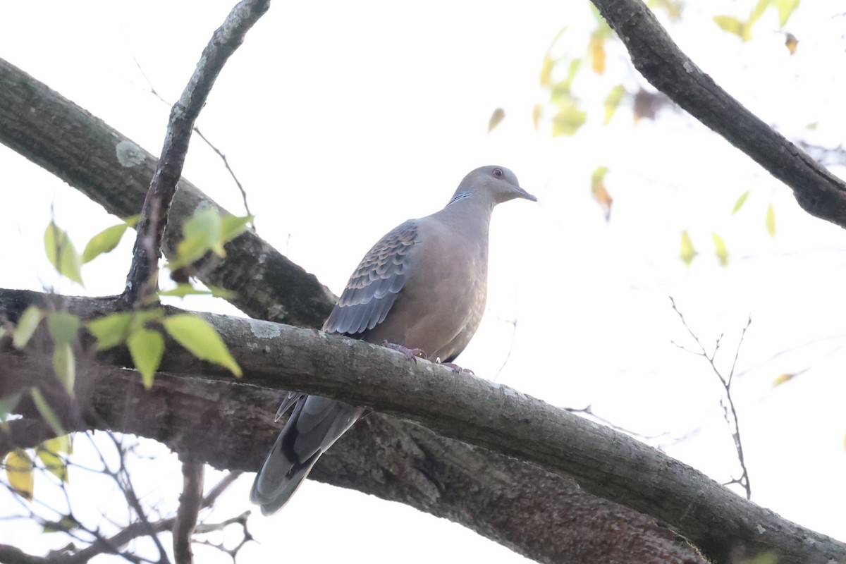 Oriental Turtle-Dove - ML611573782