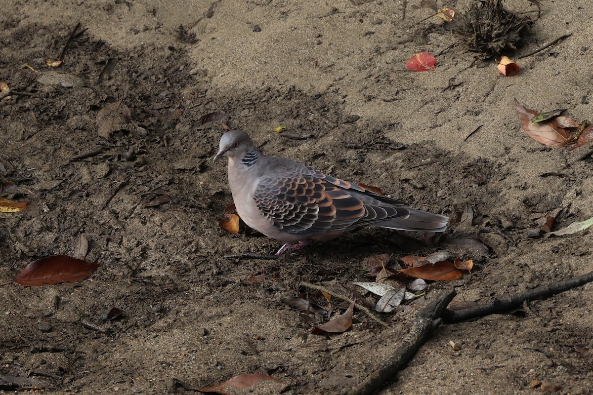 Oriental Turtle-Dove - ML611573783