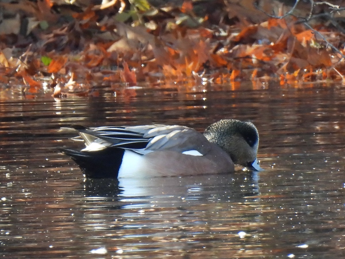 American Wigeon - ML611573785