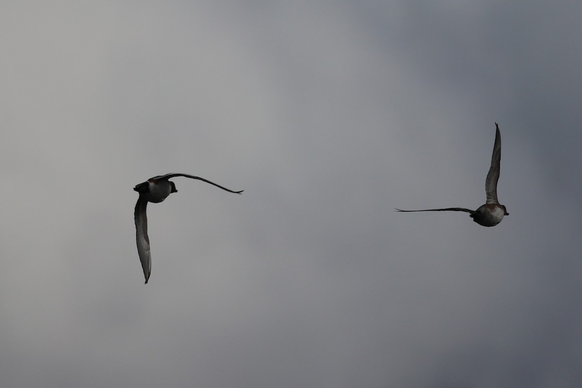 Green-winged Teal - ML611573801