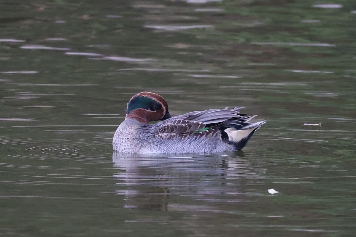 Green-winged Teal - ML611573803