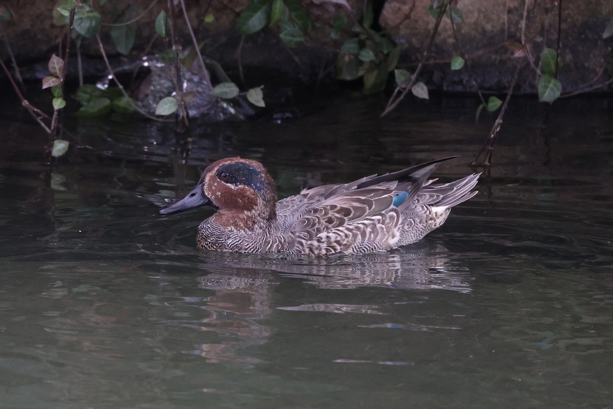 Green-winged Teal - ML611573805