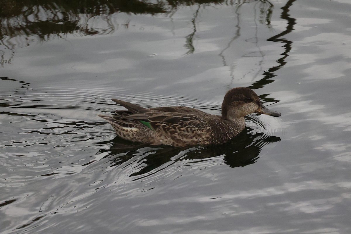 Green-winged Teal - ML611573809