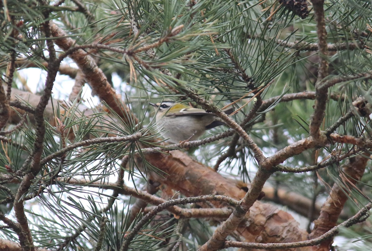 Common Firecrest - ML61157381