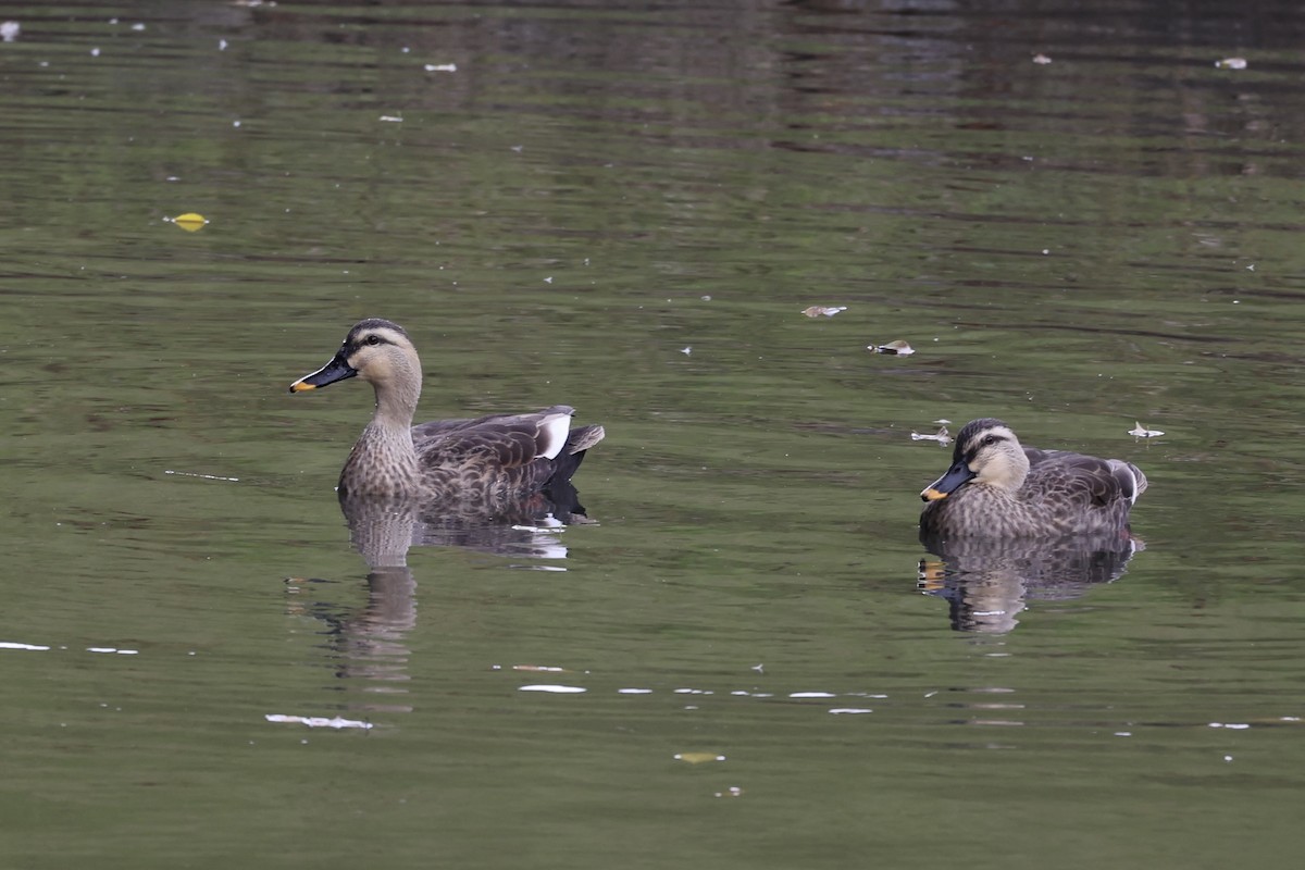 Eastern Spot-billed Duck - ML611573815