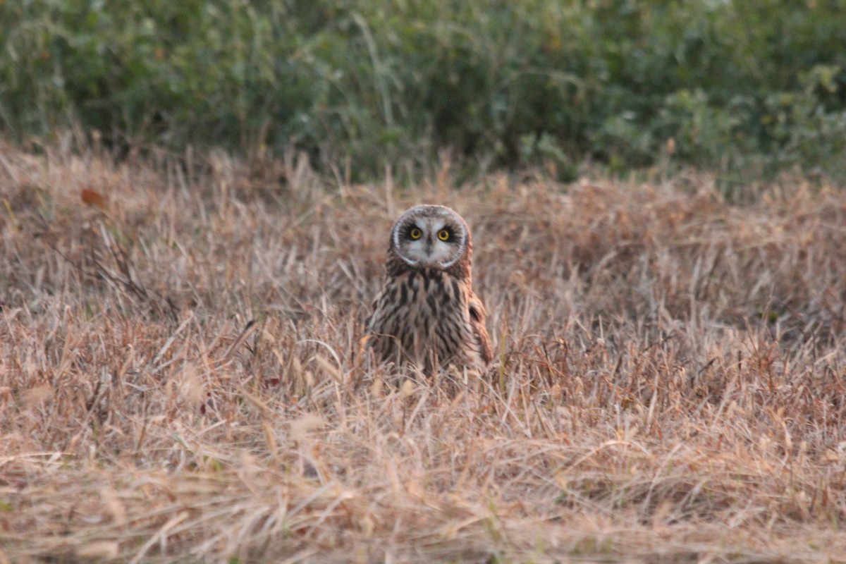 Short-eared Owl - ML611573820