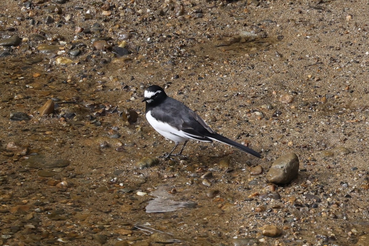 White Wagtail - ML611573853