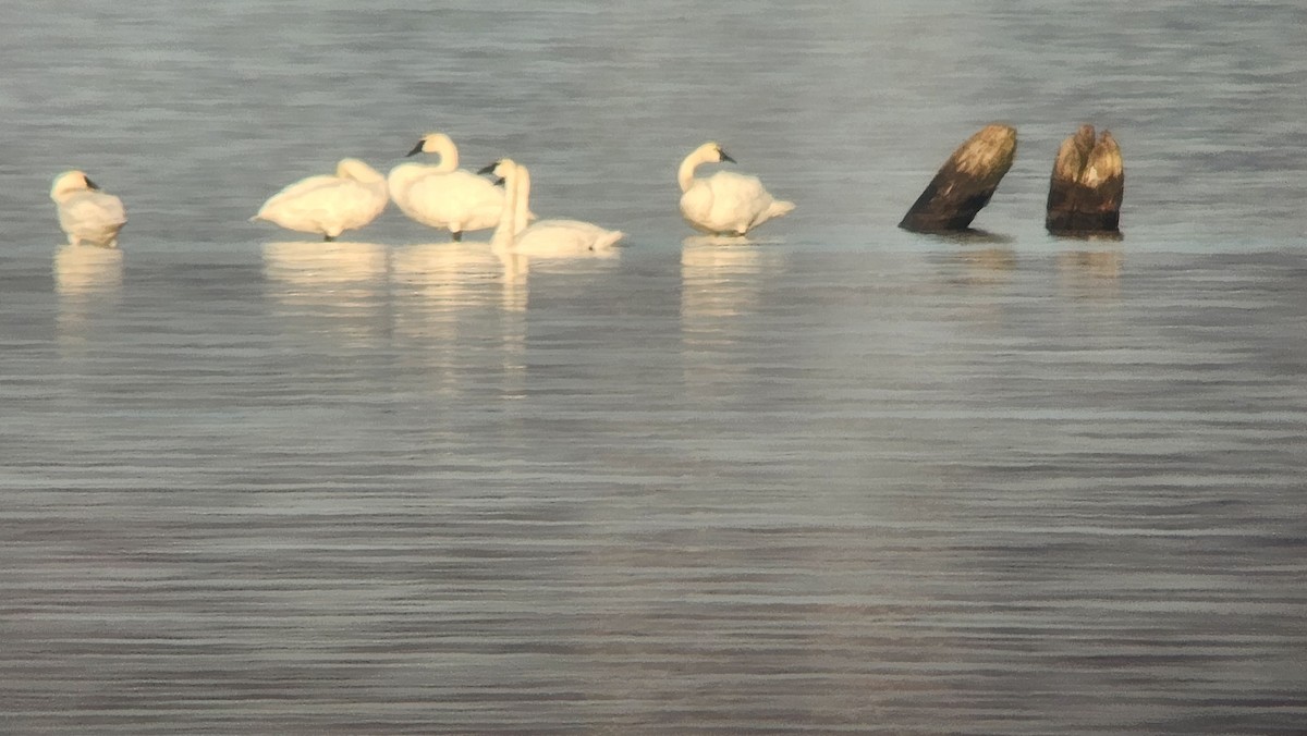 Trumpeter Swan - Taylor Brown