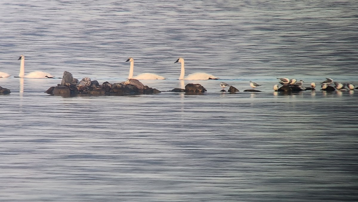 Trumpeter Swan - ML611573948