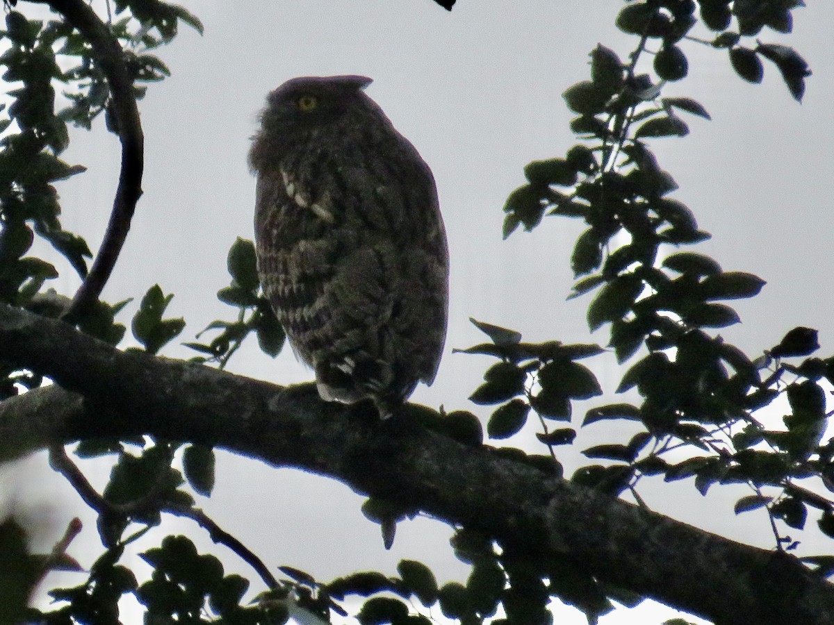 Brown Fish-Owl - Sally Bergquist