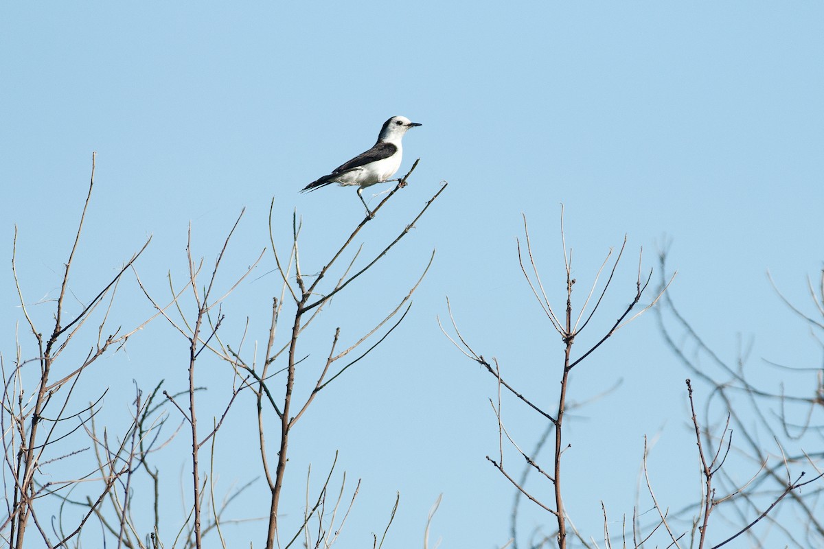 Black-backed Water-Tyrant - ML611574087