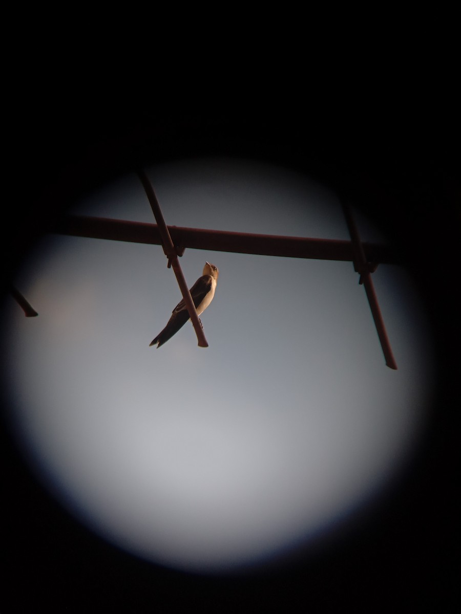 Northern Rough-winged Swallow - ML611574184