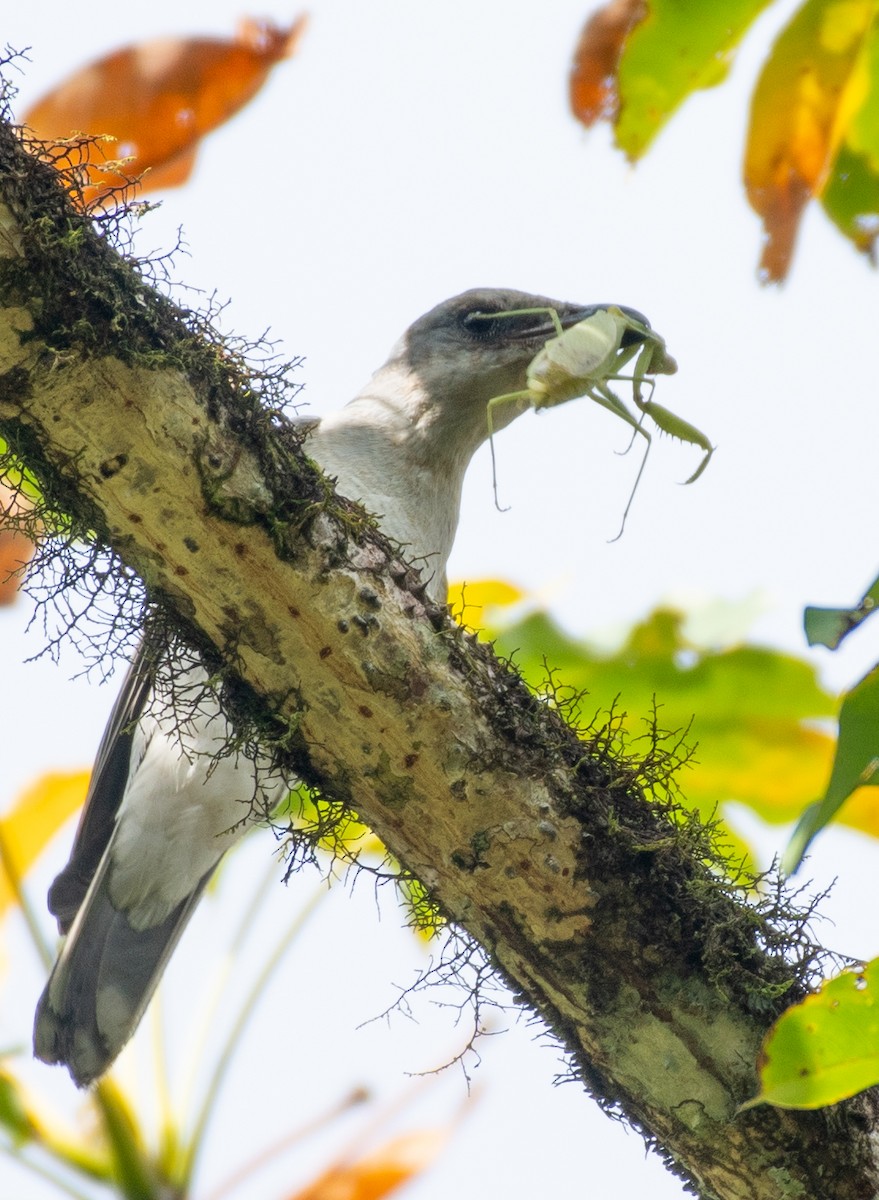 Oriental Cuckooshrike - ML611574215