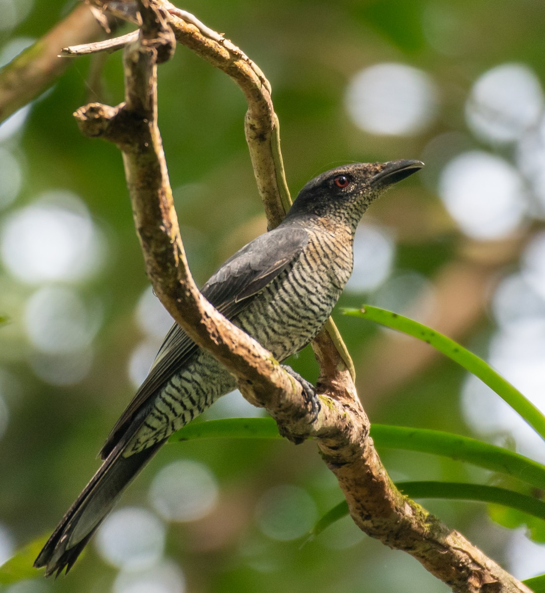 Andaman Cuckooshrike - ML611574237