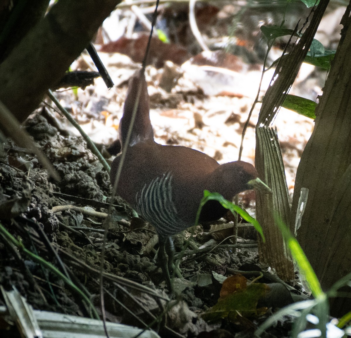 Andamanenralle - ML611574242