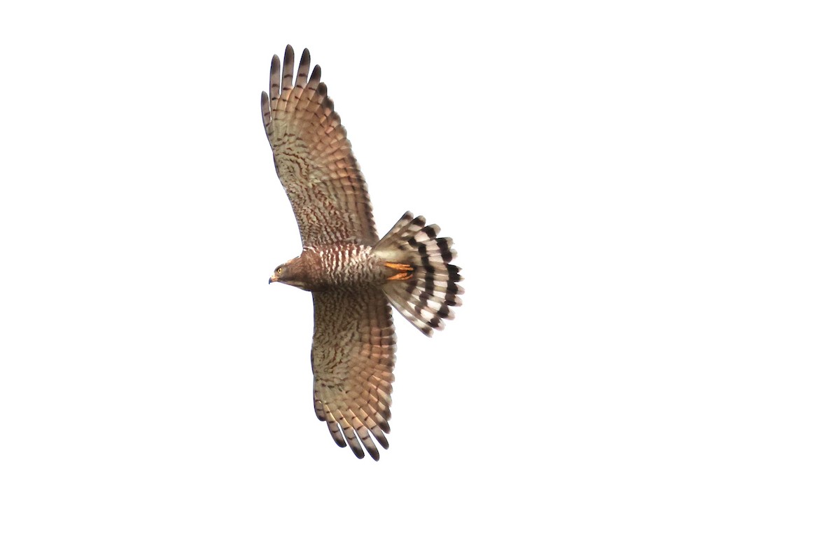 Gray-faced Buzzard - ML611574246