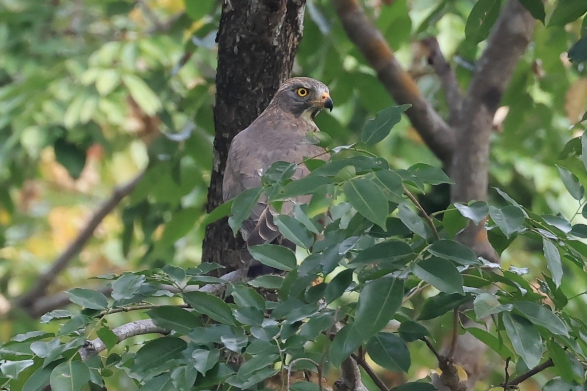 Gray-faced Buzzard - ML611574247