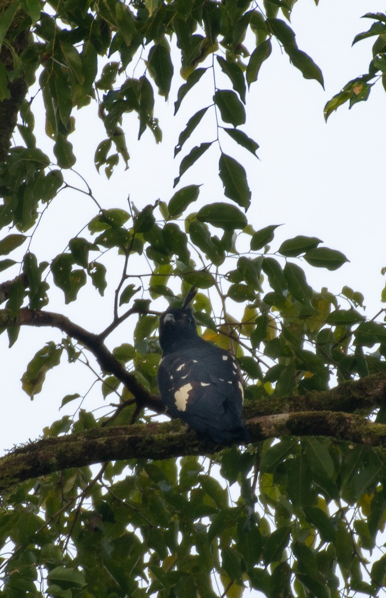 Dreifarbweih - ML611574278