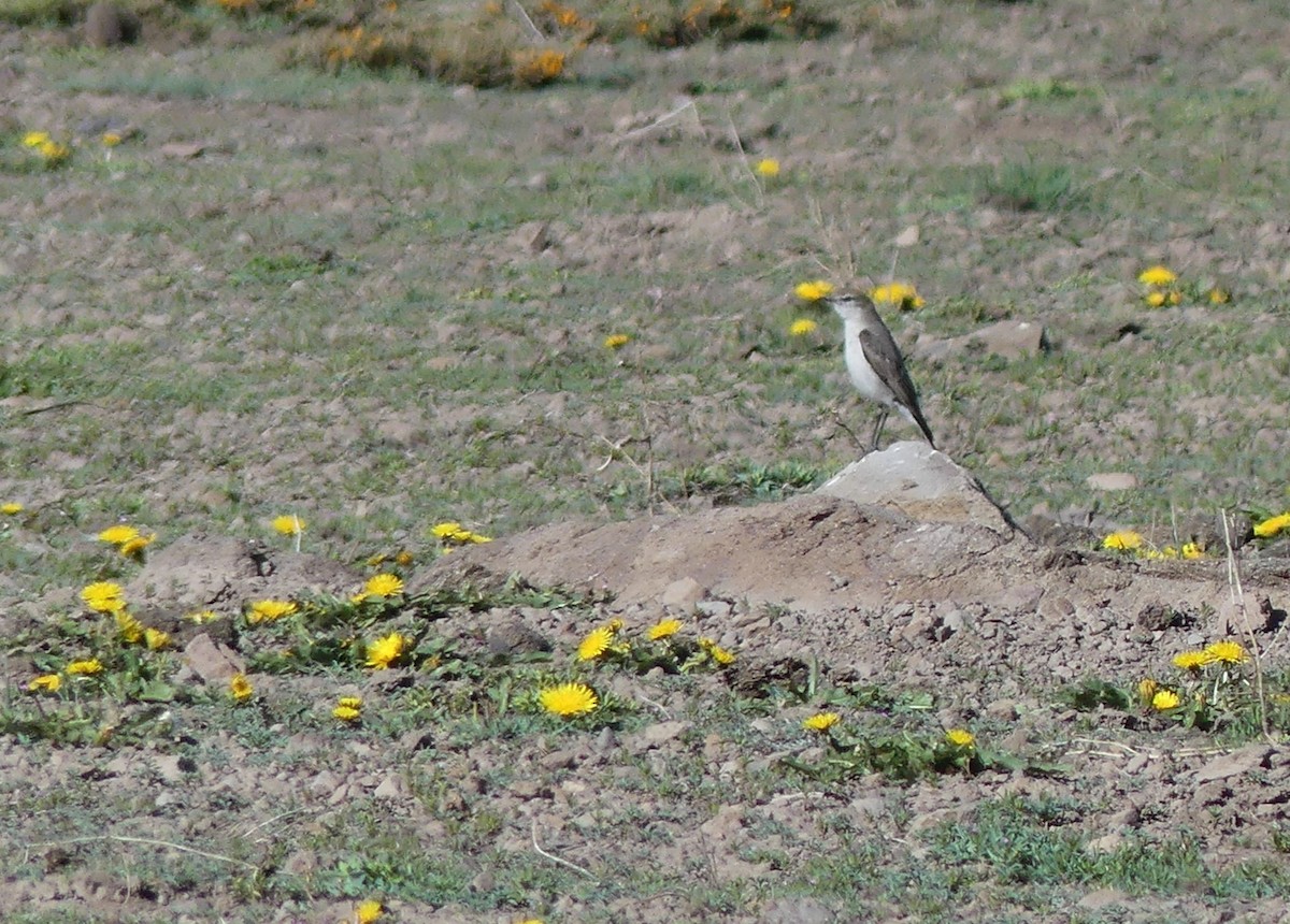 White-browed Ground-Tyrant - ML611574281