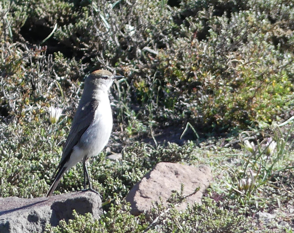 White-browed Ground-Tyrant - ML611574285