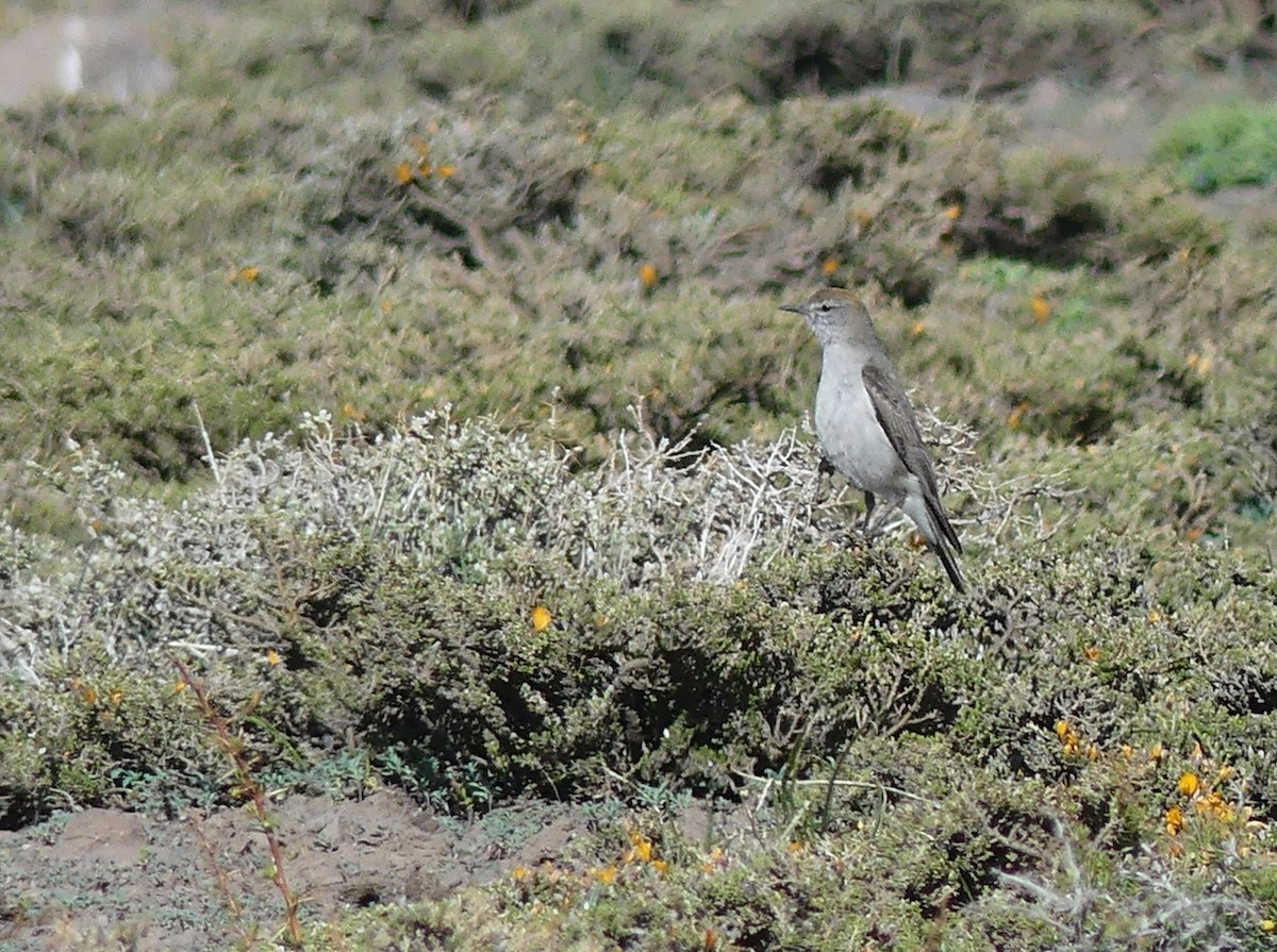 White-browed Ground-Tyrant - ML611574286